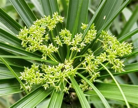 青青河畔草 鬱鬱園中柳|青青河畔草，鬱郁園中柳。